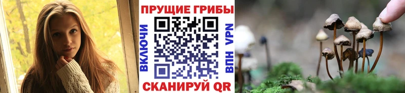 KRAKEN ТОР  Новотитаровская  Галлюциногенные грибы Psilocybe  что такое  